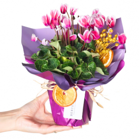  Afşin Organizasyon Cyclamen Gift (Sıklamen Çiçeği Renkli)